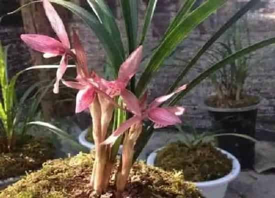 养殖科普|兰花空根是什么原因造成 浇水及植料引起兰花根空心