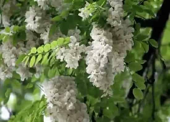 植物百科|槐花有几种颜色 分别是什么颜色与花语