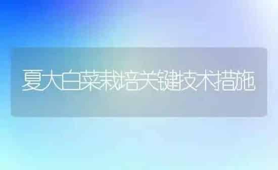 夏大白菜栽培关键技术措施 | 蔬菜种植