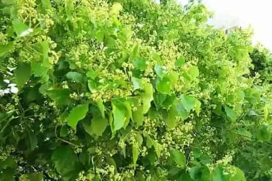 植物百科|香樟树会开花吗 开花的颜色与样子