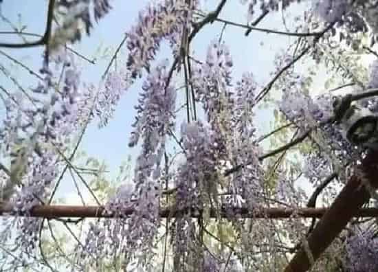 养殖科普|紫藤花喜阴还是喜阳