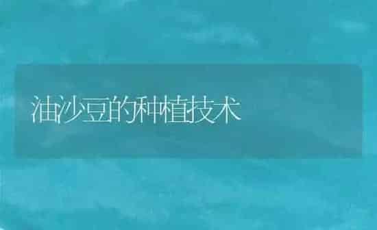 油沙豆的种植技术 | 植物种植百科