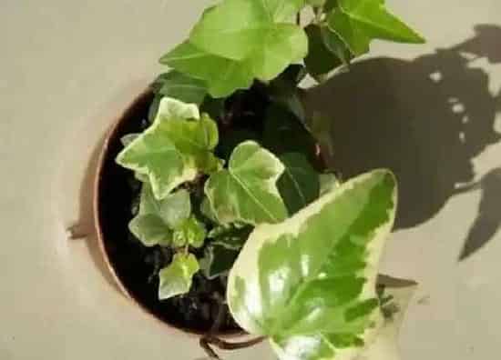 植物生根|常春藤扦插多久生根