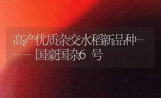 高产优质杂交水稻新品种---国豪国杂6号 | 粮油作物种植