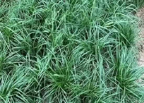 植物百科|细叶麦冬属于什么植物类型