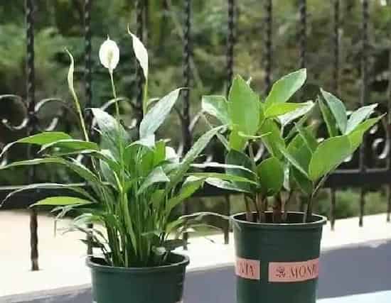 植物浇水|白掌浇水时间和正确方法