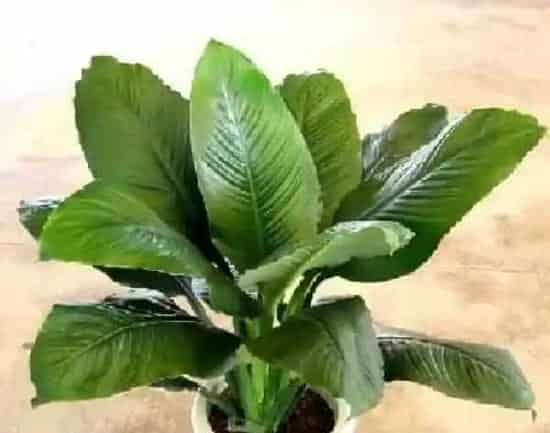 植物浇水|白掌浇水时间和正确方法