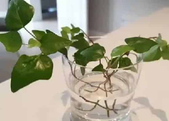 植物生根|常春藤扦插多久生根