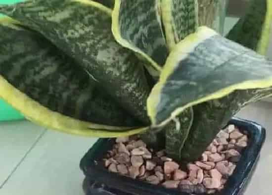 种植土壤|虎皮兰可以用沙子种吗