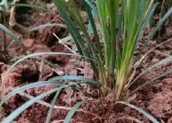 植物百科|细叶麦冬属于什么植物类型