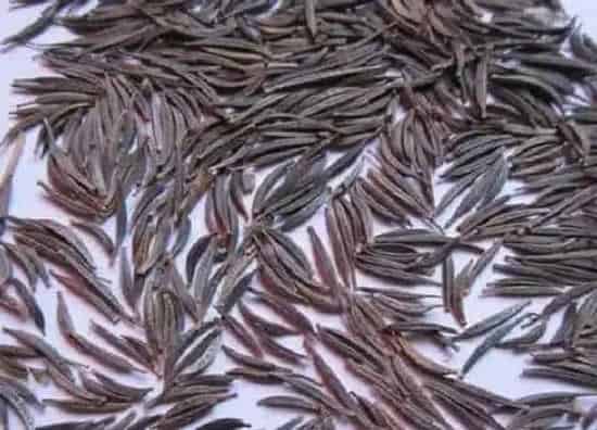 植物播种|波斯菊种子什么时候播种最好