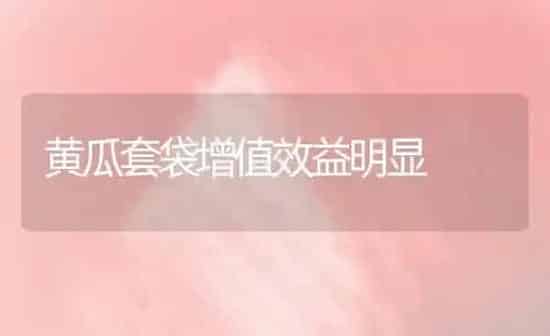 黄瓜套袋增值效益明显 | 蔬菜种植