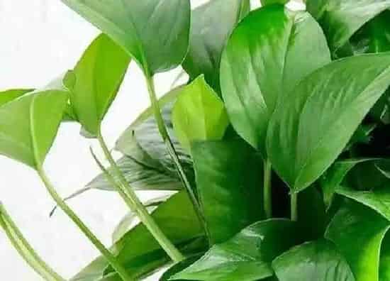 植物浇水|绿萝要多久浇一次水