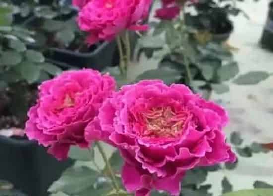 植物种类|草药月季是藤本还是灌木
