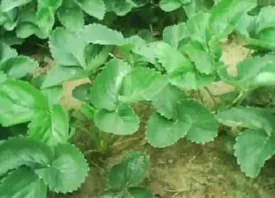 植物施肥|草莓需要施什么肥料才会甜，草莓适合浇什么肥长得肥壮）