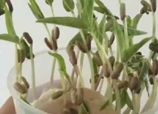 植物发芽|绿豆怎么发芽快