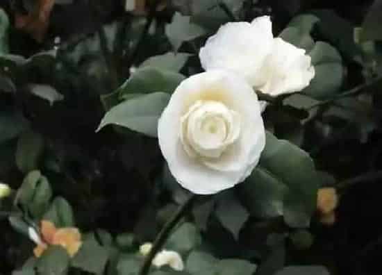 叶子发黑|茶花叶子尖发黑枯萎像烧焦什么原因（干枯掉落能救活）