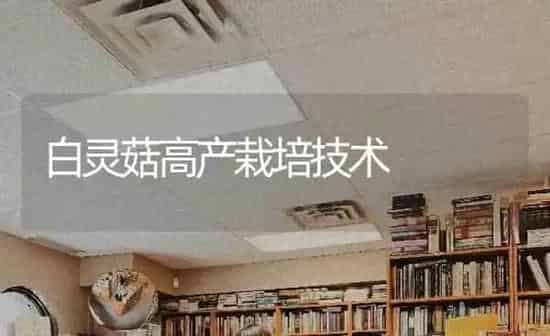 白灵菇高产栽培技术 | 食用菌种植