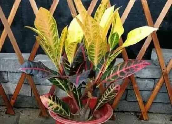 植物种类|变叶木是草本还是木本