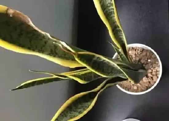 种植土壤|虎皮兰可以用沙子种吗