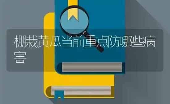 棚栽黄瓜当前重点防哪些病害 | 蔬菜种植