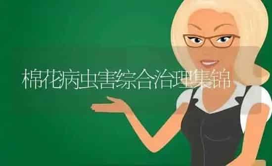 棉花病虫害综合治理集锦 | 种植病虫害防治