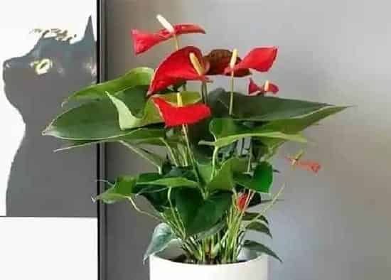 植物浇水|白掌浇水时间和正确方法