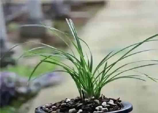 养殖科普|兰花空根是什么原因造成 浇水及植料引起兰花根空心