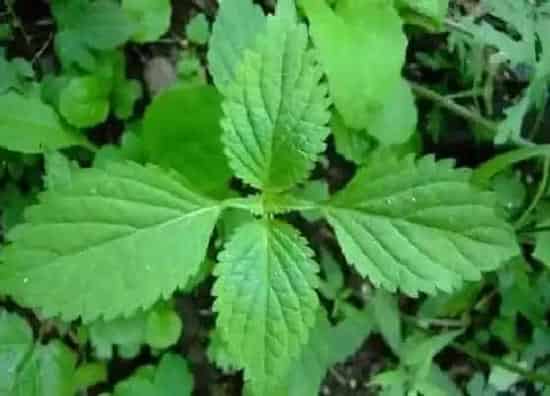 植物百科|香茶菜又叫什么名字