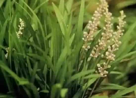 植物百科|细叶麦冬属于什么植物类型