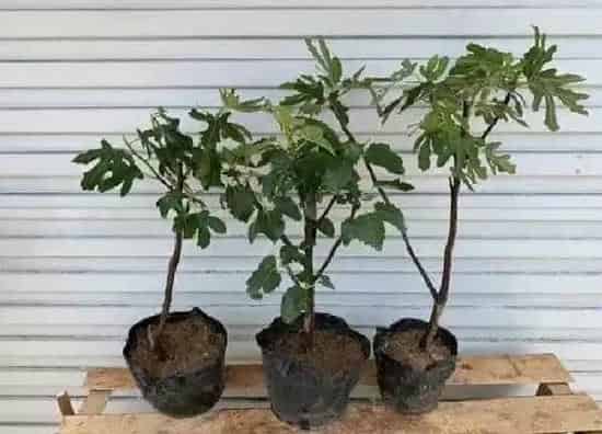 养殖科普|无花果可以盆栽吗