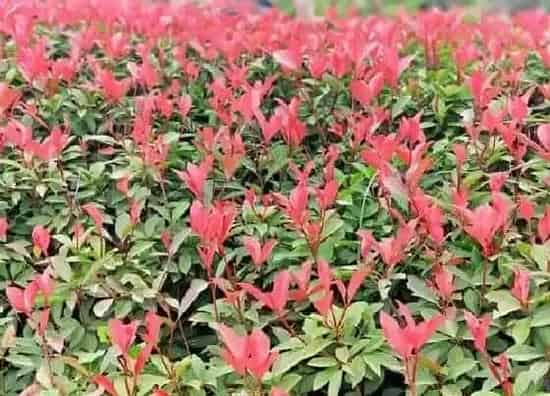 植物百科|红叶石楠耐阴吗