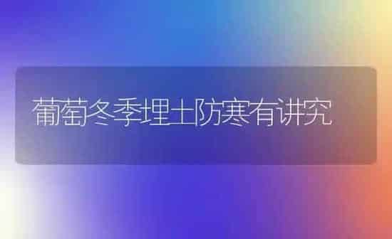 葡萄冬季埋土防寒有讲究 | 瓜果种植