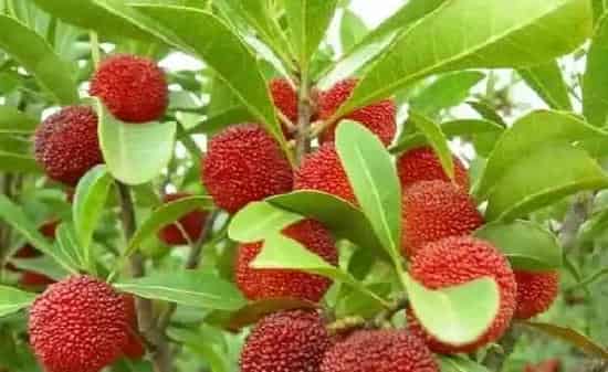 夏季杨梅树修剪方法讲解 | 种植技术
