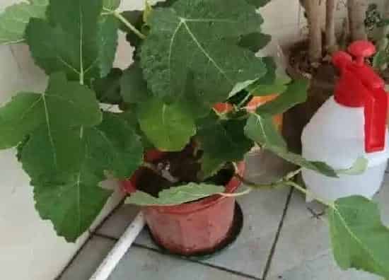养殖科普|无花果可以盆栽吗