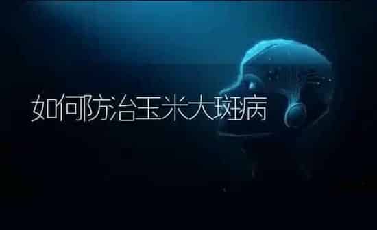 如何防治玉米大斑病 | 粮油作物种植
