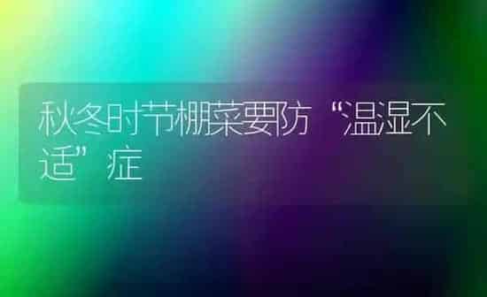 秋冬时节棚菜要防“温湿不适”症 | 蔬菜种植