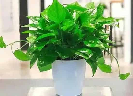 植物浇水|绿萝要多久浇一次水