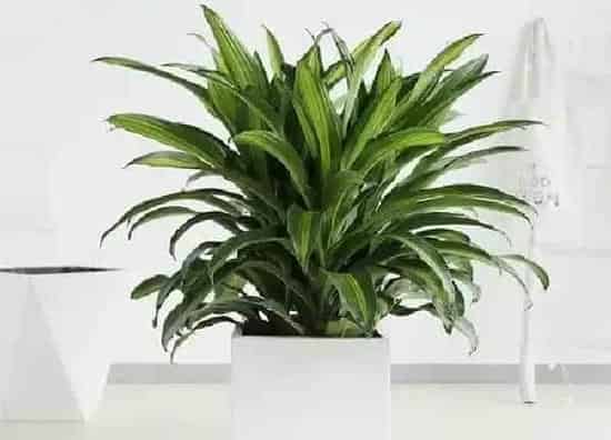 植物浇水|龙血树浇水的正确方法