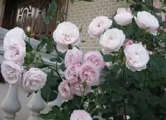 种植土壤|欧月配土方法与种植土壤
