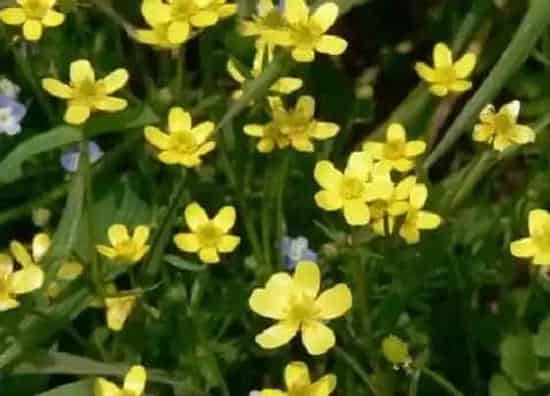 植物百科|猫爪草又叫什么名字