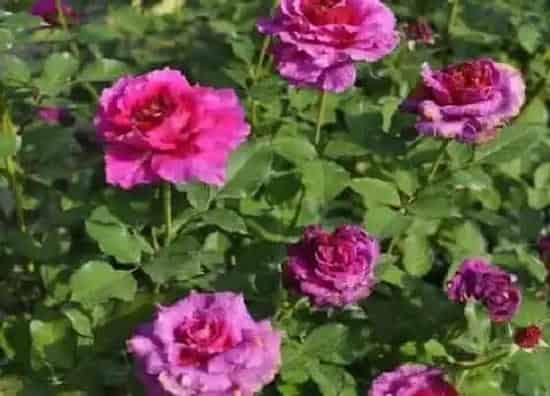 植物种类|草药月季是藤本还是灌木