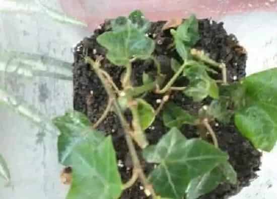 植物生根|常春藤扦插多久生根