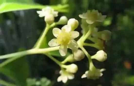植物百科|香樟树会开花吗 开花的颜色与样子