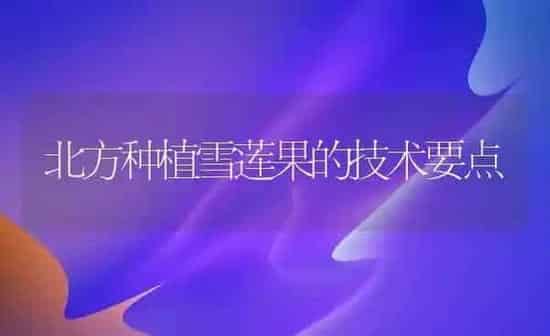 北方种植雪莲果的技术要点 | 瓜果种植