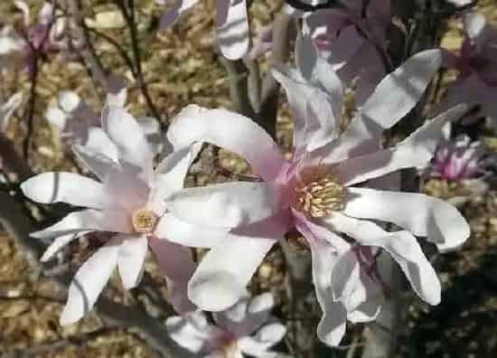 养殖科普|玉兰花喜阴还是喜阳