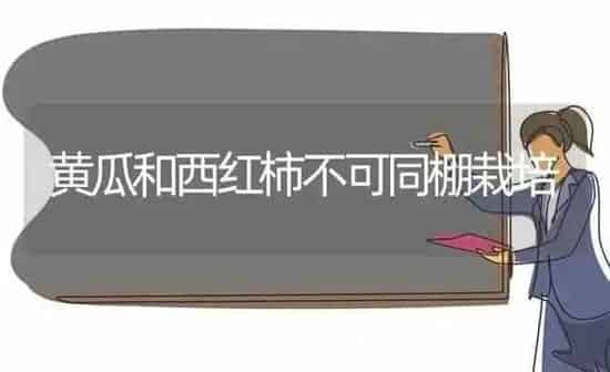 黄瓜和西红柿不可同棚栽培 | 蔬菜种植