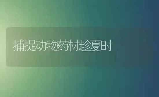 捕捉动物药材趁夏时 | 药材种植