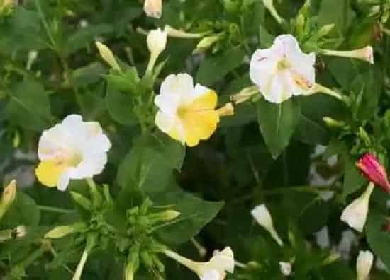 习性特点|茉莉花长什么样子