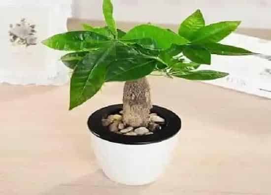 植物浇水|小发财树怎么浇水方法